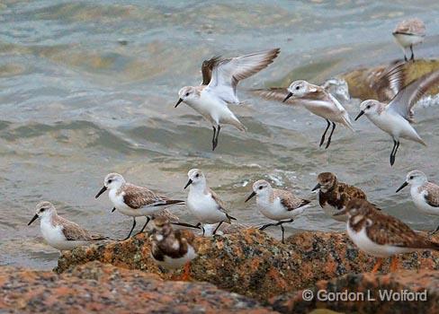 Sanderlings Landing_43085.jpg - Sanderling (Calidris alba)Photographed along the Gulf coast on Mustang Island near Corpus Christi, Texas, USA.